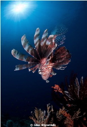 lion fish and sun, only 5 metr depth. Alor archipelago. by Gilles Brignardello 